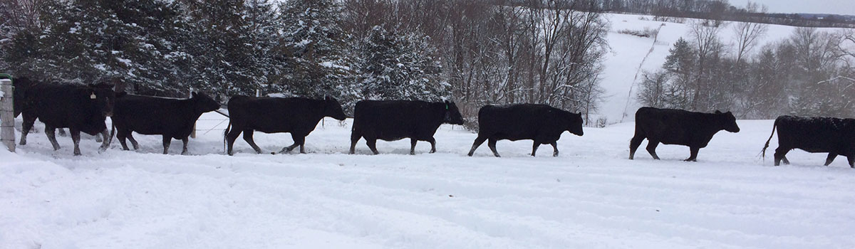 Angus cows in Iowa winter