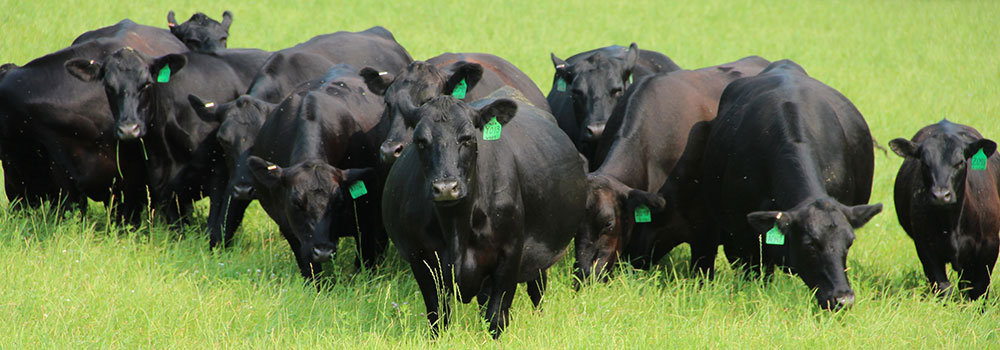 Angus cows in pasture