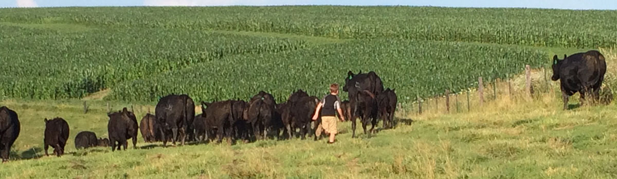 Kid and angus cows